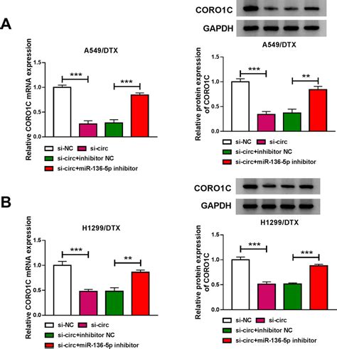 Circ 0003998 Regulated CORO1C Expression By Sponging MiR 136 5p CORO1C