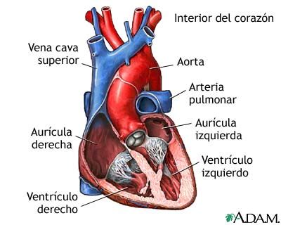 MedlinePlus Enciclopedia Médica Corte transversal de la anatomía