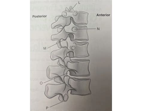 lateral oblique view of thoracic typical vertebrae Quiz