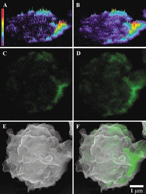 Immuno Fluorescence Scanning Electron Microscopy Of Biological Cells