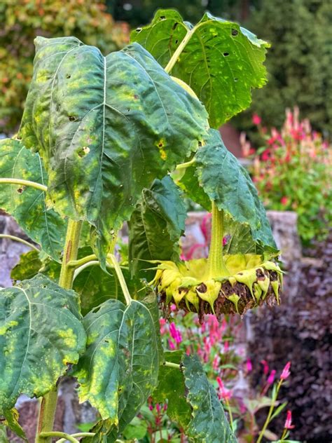 Best Tips for Harvesting Sunflower Seeds - Bricks 'n Blooms with Stacy Ling