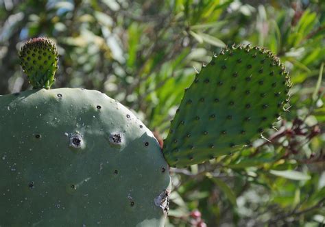 Sardinien Kaktus Pflanze Kostenloses Foto Auf Pixabay Pixabay