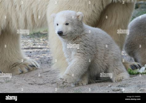 Polar Bear Cub Ursus Maritimus Three Months Old Taking His First