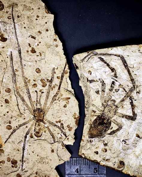 This is the biggest spider fossil ever found - Alltop Viral