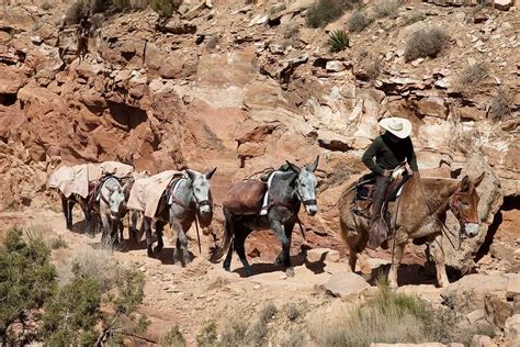 Discover The Charm Of Riding Mules