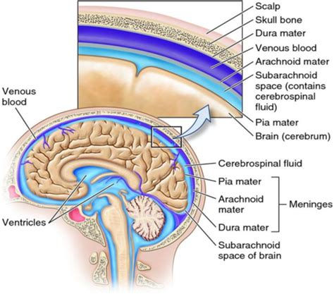 RNSG 1538 Test 3 Study Set Intracranial Regulation ICR Flashcards