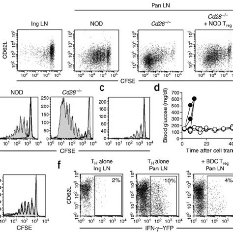 T Reg Cells Suppress The Priming Of Islet Antigenspecific CD4 CD25