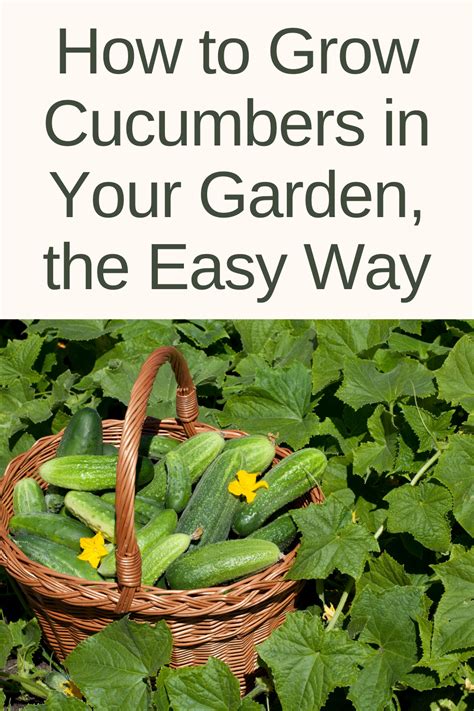 How To Grow Cucumbers In Your Garden The Easy Way Growing Cucumbers