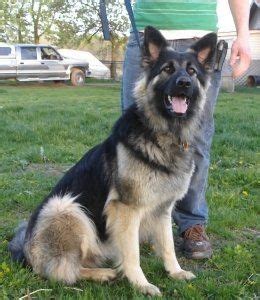 Black King German Shepherd