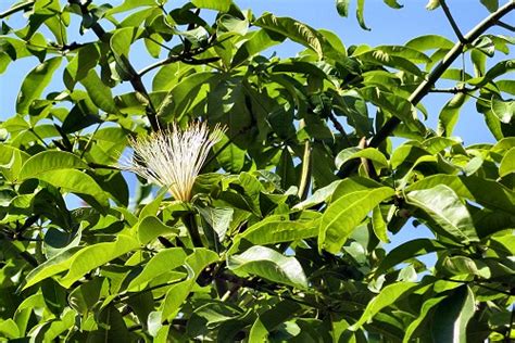 Pachira Insignis Rq 03 The Garden Of Vila Porto Mare Flickr