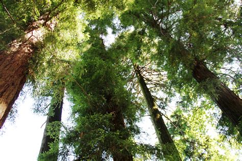 Franciscanos Semana Laudato si versões portuguesas do Cântico