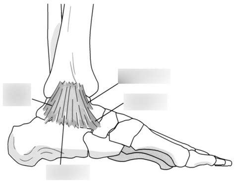 Unit 5 Ankle Ligaments Medial View Diagram Quizlet