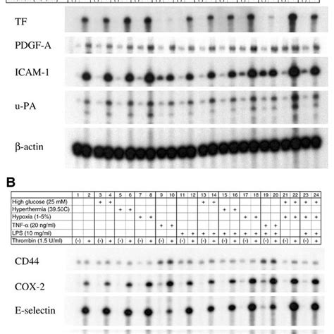 Tnf α And Lps Inhibit Dna Binding Of P65 Nf κb In Endothelial Cells A