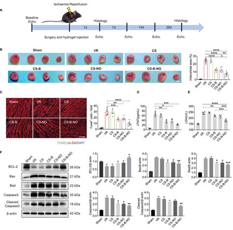 Csbno Hydrogel Ameliorated Myocardial I R Injury In Mice At Early