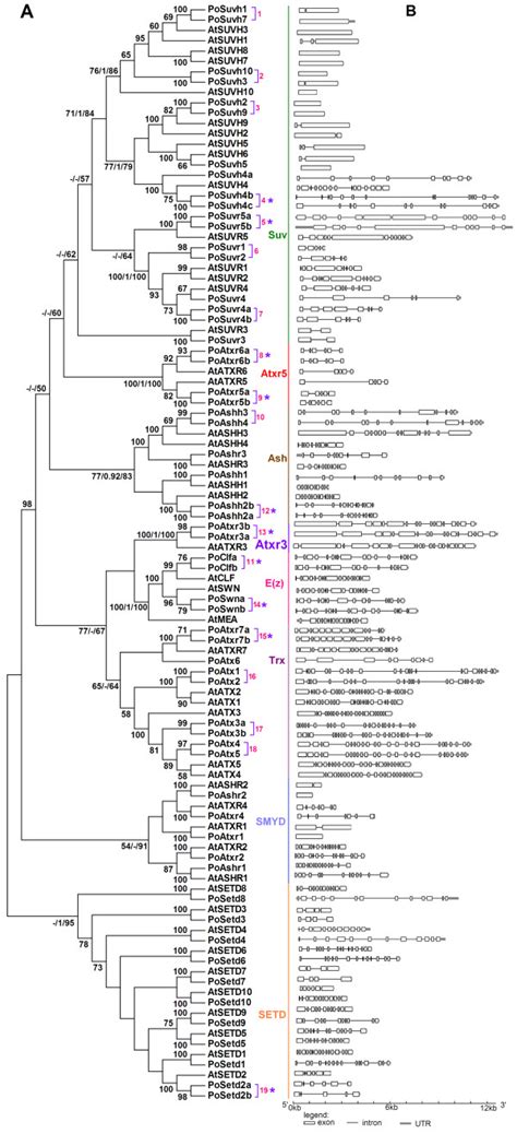 A Phylogenetic Tree And A Schematic Diagram For Intron Exon Structures Download Scientific