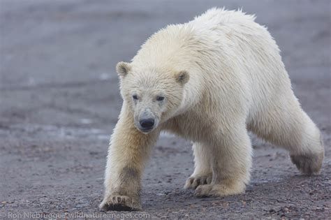 Polar Bear, Alaska | Photos by Ron Niebrugge