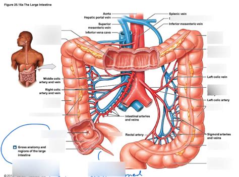 Large Intestine Diagram Quizlet