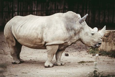 Gray Rhino in Macro Photography · Free Stock Photo