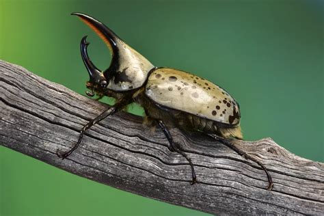 Western Hercules Beetle Smithsonian Photo Contest Smithsonian Magazine