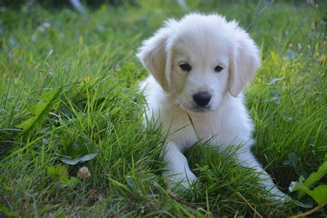 Golden Retriever Female White Free Stock Photo - Public Domain Pictures