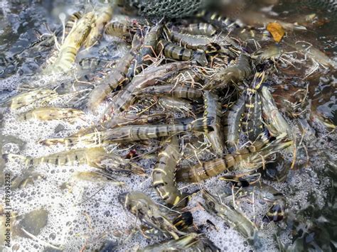 Harvesting tiger prawns form commercial prawn farm Stock Photo | Adobe ...