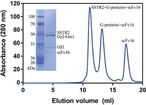 Figures And Data In Cryo Em Structure Of The Human Somatostatin