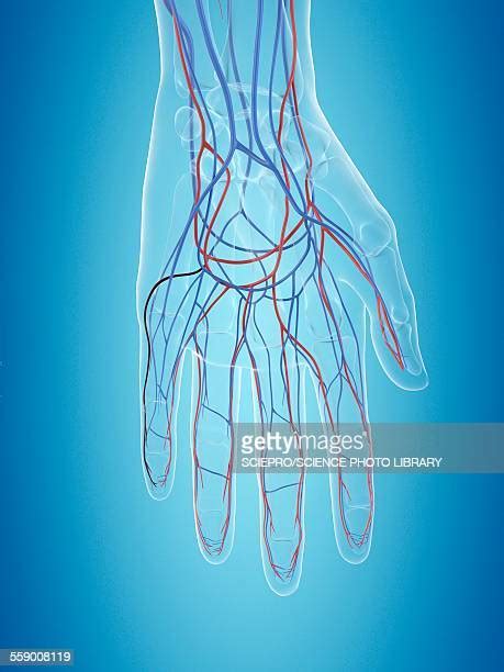 Circulatory System Hand Photos Et Images De Collection Getty Images