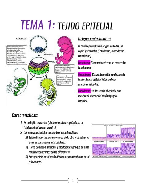 Resumen Histologia Tema 1 Tejido Epitelial Origen Embrionario El Tejido Epitelial Tiene