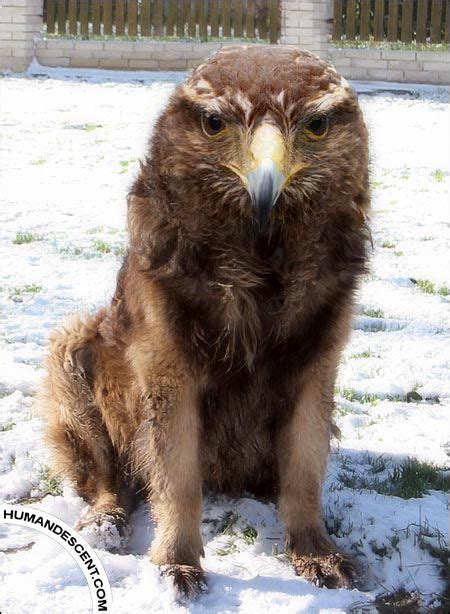 Dogle ... | Dog photos, Animals, Pets