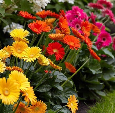 Gerbera Daisy Flower Diagram Top Plants For Improving Ind