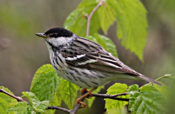 Blackpoll Warbler (Dendroica striata)