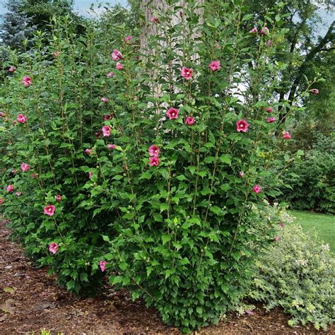 Red Pillar® Rose Of Sharon Hibiscus Syriacus Proven Winners