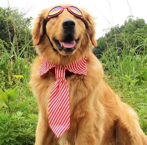 2021 Fashion Dog Accessories Pet Bow Tie For Golden Retriever Large And Medium Sized Dogs Stripe ...