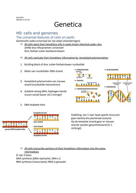 Genetica Kaat Mols Ba Bio S Genetica H Cells And Genomes The