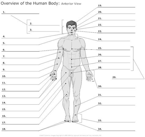 Labeling Anatomical Body Parts