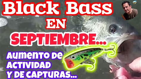 Pesca Del Black Bass En Oto O Peces M S Activos A Spinning Desde