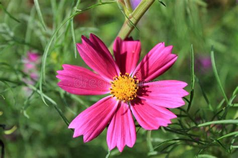 Pink Single Flower Of Cosmos Bipinnatus Commonly Called The Garden