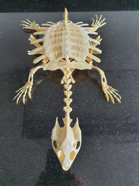 Malayan Softshell Turtle - Articulated Skeleton - Dogania - Catawiki