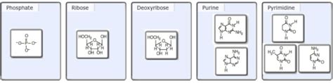 Sort these nucleotide building blocks by their name or classification ...