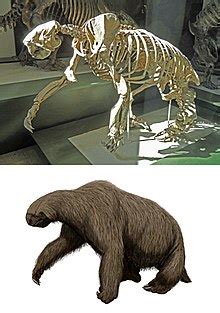 Megalonyx - Wikipedia