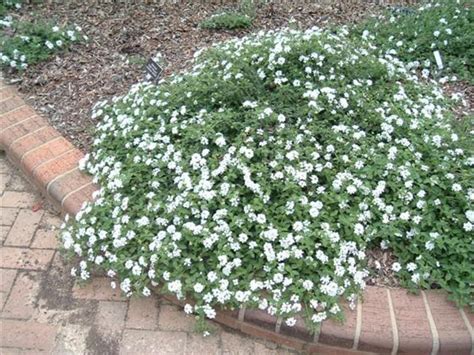 Lantana montevidensis 'White' (White Lantana) - Mountain States Wholesale Nursery