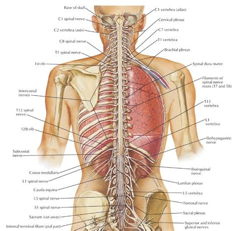 Aprendendo Anatomia Humana Coluna Vertebral