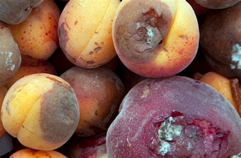 What Causes Apricot Rhizopus Rot Learn About Rhizopus Rot Of Apricot