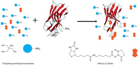 Tris Hydroxymethyl Aminomethane Compatibility With N Hydroxysuccinimide