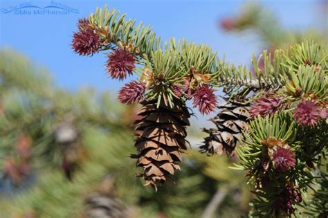 Douglas Fir In Spring Showing Female Male And Old Cones Mia