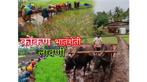 कोकणातील भात लावणी भातशेती Konkan Bhat Lavni निसर्ग रम्य कोकण 😍🌾🌾