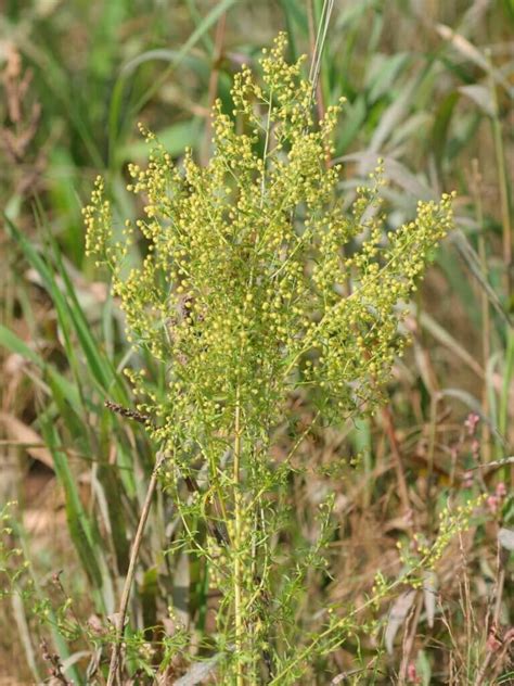 Artemisia Annua L Einj Hriger Beifu Krebsgesellschaft Nrw E V