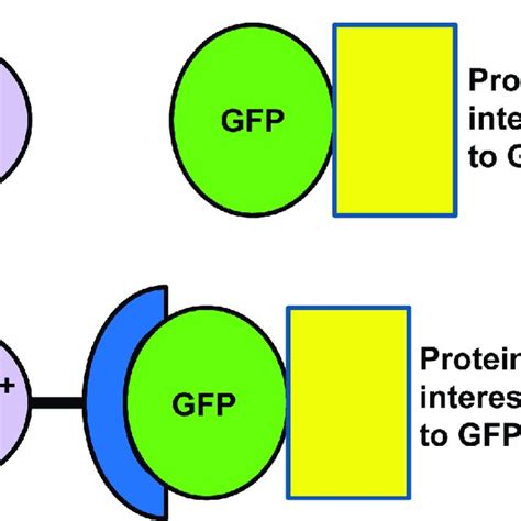 Protein retargeting strategy using the GBP-GFP system. (A) GFP-tagged ...