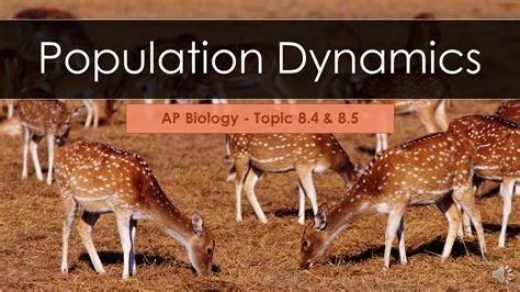 Population Definition Biology