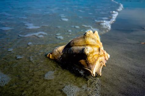 Sea Shell On A Beach Of Atlantic Ocean At Sunset Stock Image Image Of